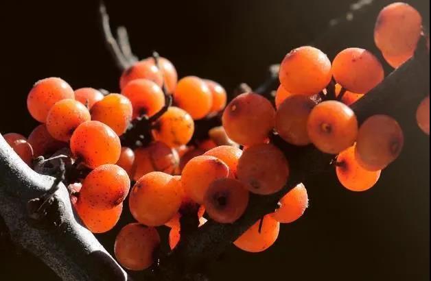 紀(jì)錄片《水果傳》中對沙棘的記錄